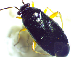 Slaterocoris pallipes