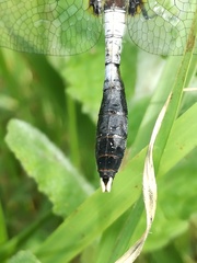 Leucorrhinia caudalis