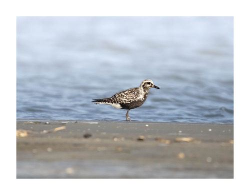 Black-bellied Plover