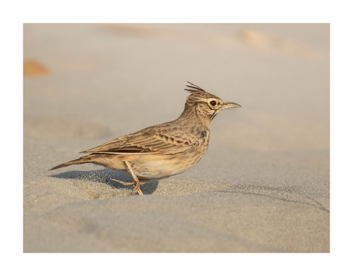 Crested Lark
