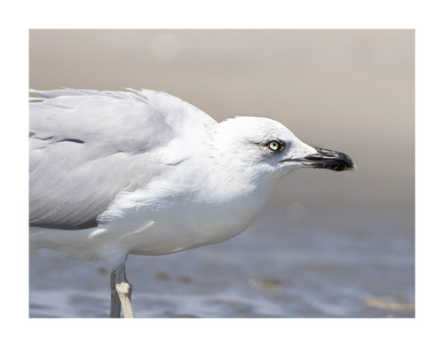 Yellow-legged Gull