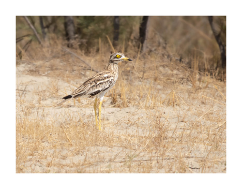 Eurasian Stone-curlew