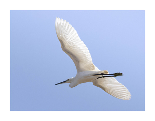 Western Little Egret