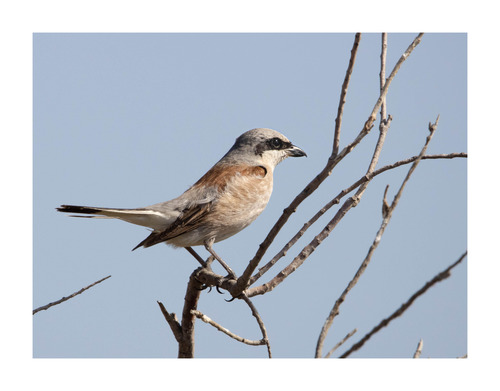 Red-backed Shrike