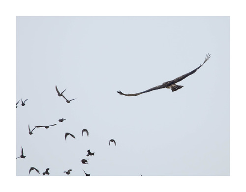 Short-toed Snake-Eagle