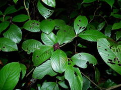 Palicourea alloantha