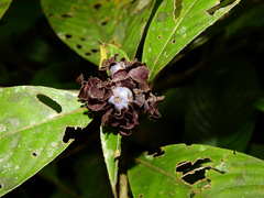 Palicourea alloantha