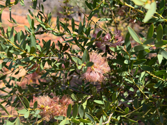 Melaleuca fulgens, photograph (c) smathichong, some rights reserved (CC BY)