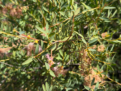 Melaleuca fulgens, photograph 6