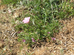Convolvulus cantabrica