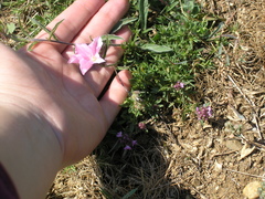 Convolvulus cantabrica