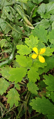 Greater celandine