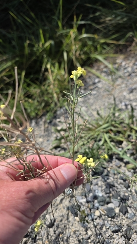 Erysimum diffusum