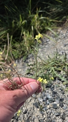 Erysimum diffusum