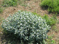 Marrubium peregrinum