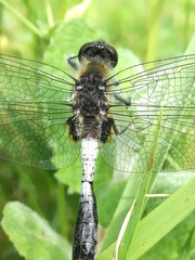 Leucorrhinia caudalis