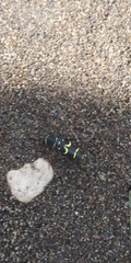 Clytus pacificus