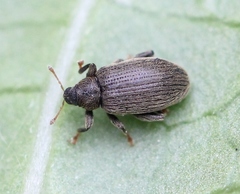 Orchestes fagi