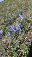 Linum austriacum, photograph (c) Christoph Moning, some rights reserved (CC BY)