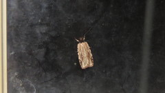 Agonopterix atrodorsella