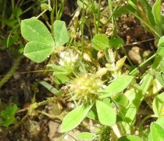 Trifolium glomeratum