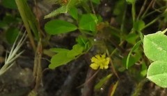 Trifolium dubium