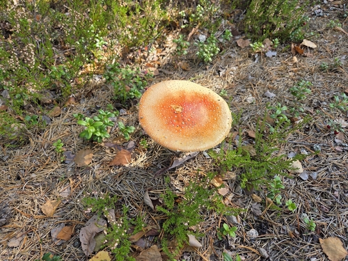 Fly Agaric