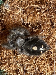 Phidippus audax