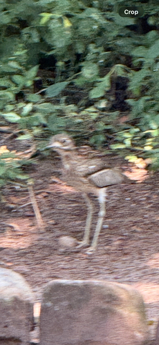 iNaturalist image