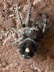 Phidippus audax