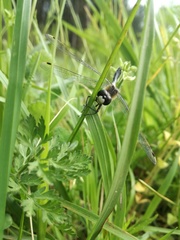 Leucorrhinia caudalis