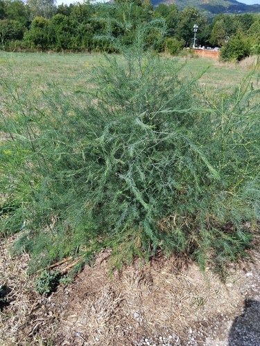 wild asparagus