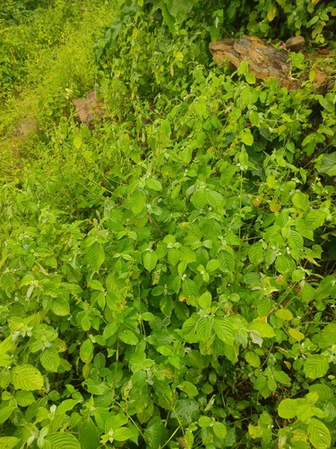 Devil's Horsewhip