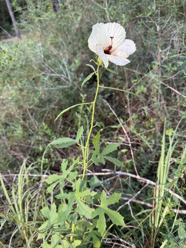 Pineland Hibiscus
