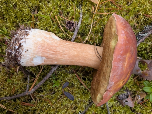 Pine Bolete