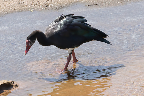 iNaturalist image