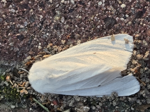 Virginian Tiger Moth