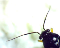Slaterocoris pallipes