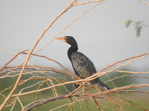 iNaturalist image