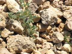 Astragalus rupifragus