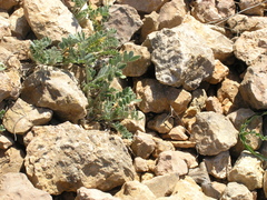 Astragalus rupifragus