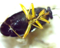 Slaterocoris pallipes