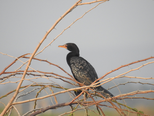 iNaturalist image