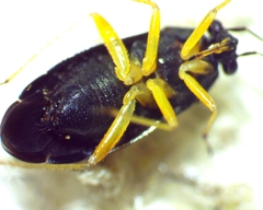 Slaterocoris pallipes