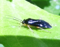 Slaterocoris pallipes