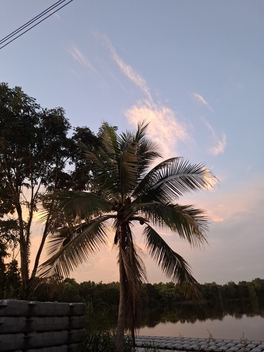 coconut palm
