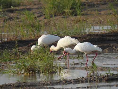 iNaturalist image