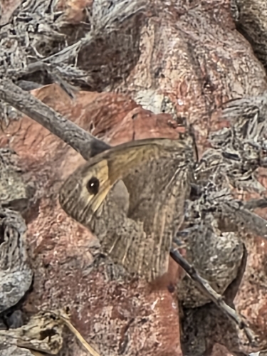Meadow Brown