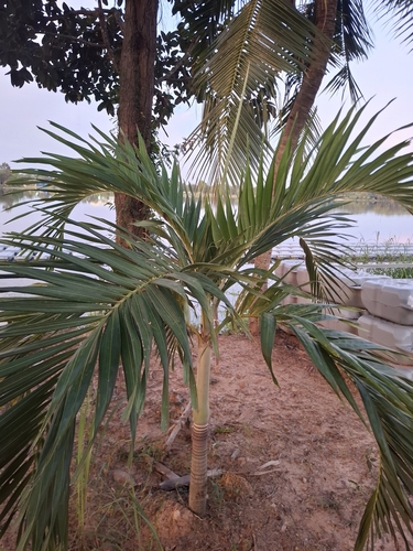 Manila Palm