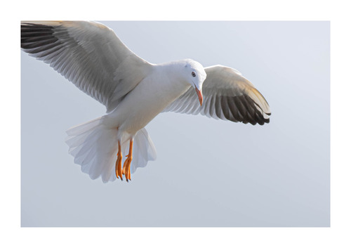 iNaturalist image